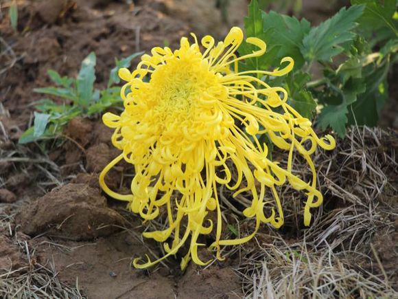 点击大图看下一张：风韵菊花图