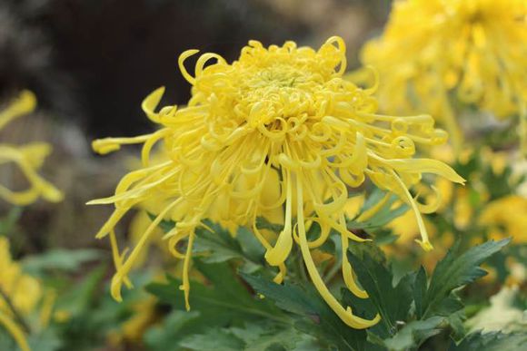 点击大图看下一张：风韵菊花图