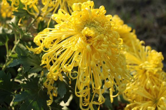 点击大图看下一张：风韵菊花图