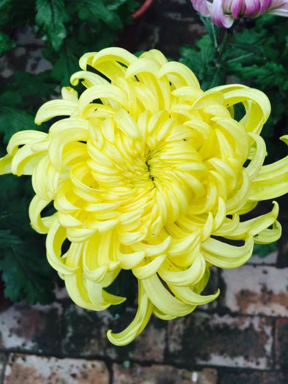 点击大图看下一张：菊花开放图片