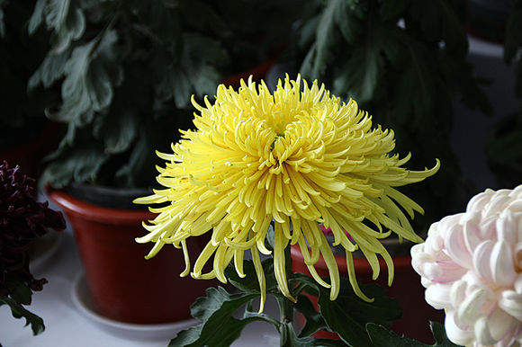 点击大图看下一张：世园会菊花展