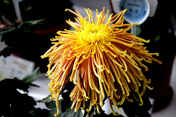 点击大图看下一张：世园会菊花展