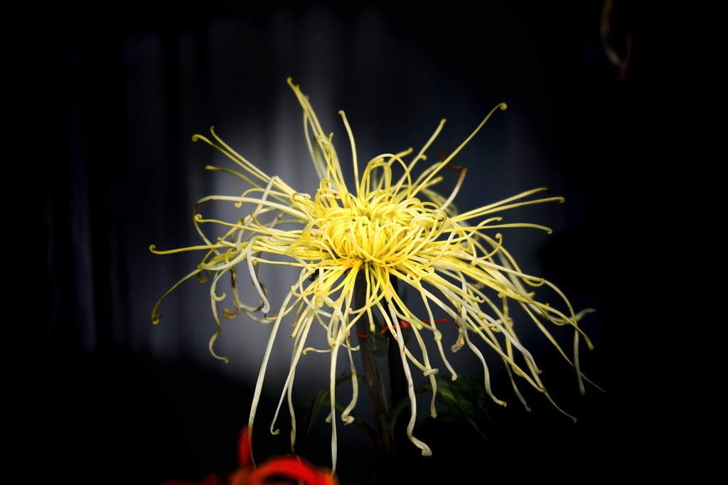 点击大图看下一张：室外的菊花展