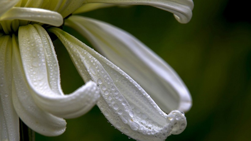 点击大图看下一张：唯美菊花摄影桌面壁纸