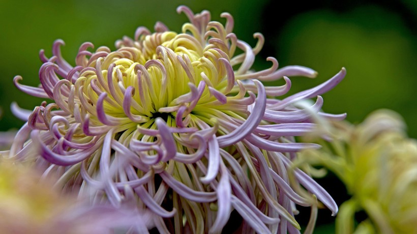 点击大图看下一张：唯美菊花摄影桌面壁纸