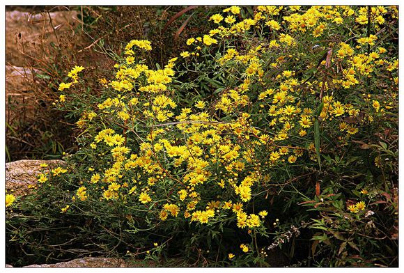 点击大图看下一张：野生山菊花