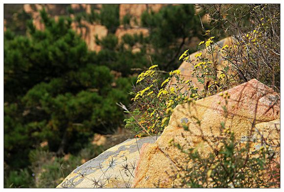点击大图看下一张：野生山菊花