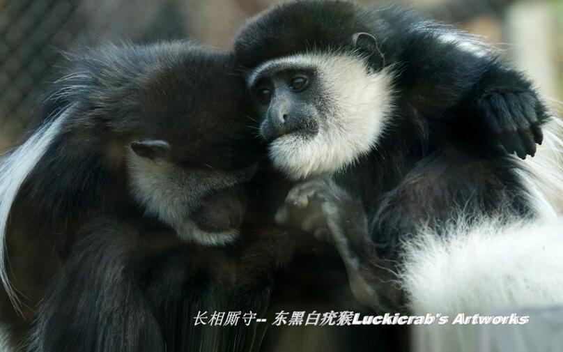 点击大图看下一张：东黑白疣猴子