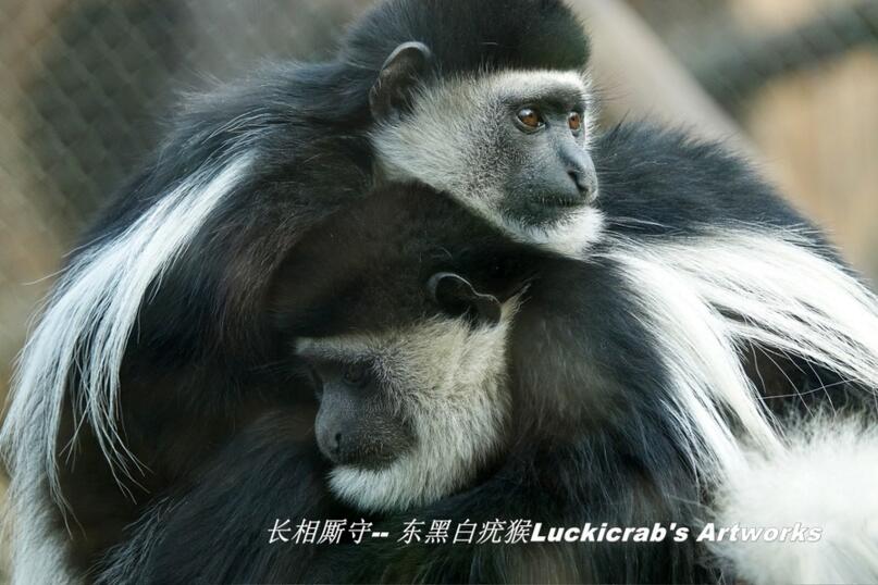 点击大图看下一张：东黑白疣猴子