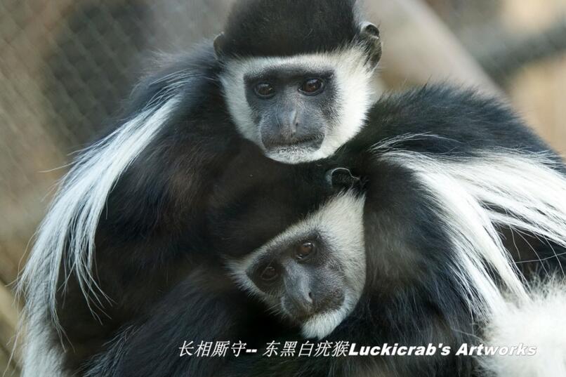 点击大图看下一张：东黑白疣猴子