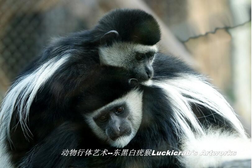 点击大图看下一张：东黑白疣猴子