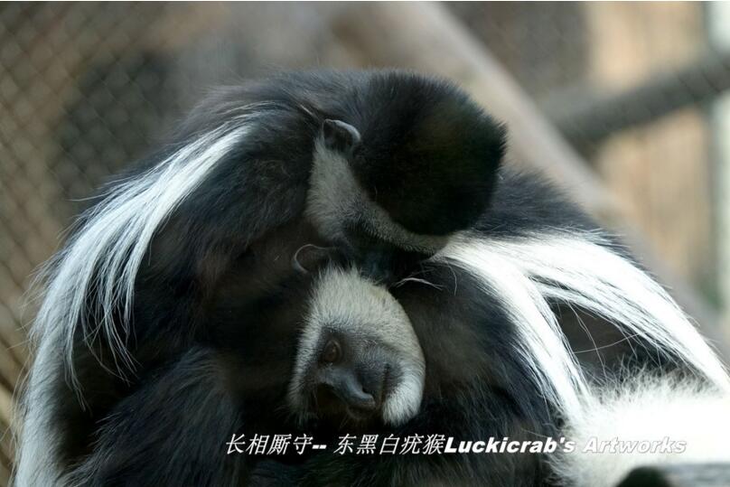 点击大图看下一张：东黑白疣猴子