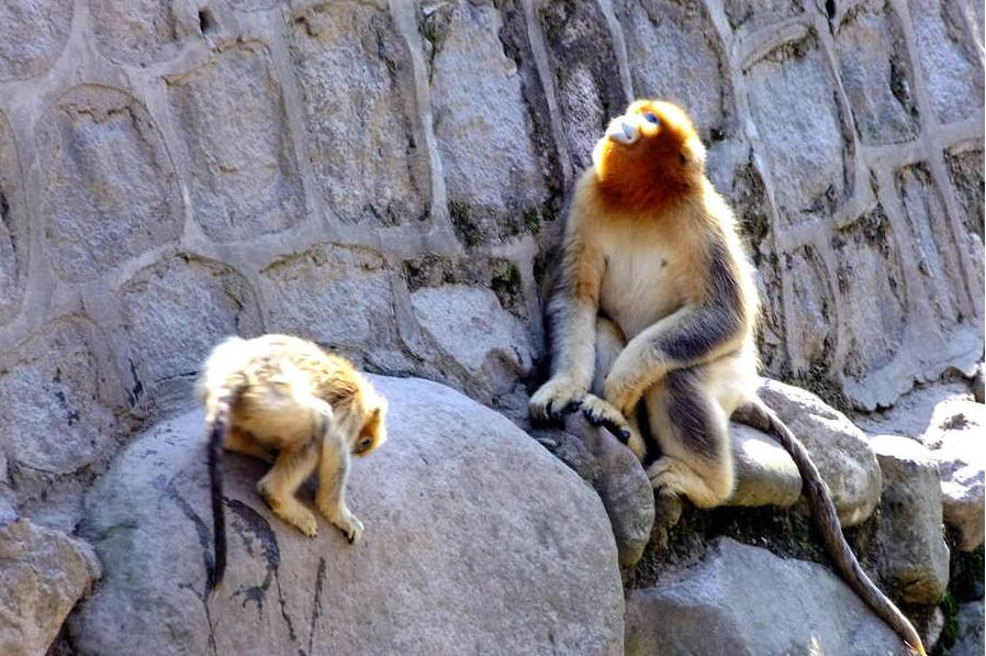 点击大图看下一张：国宝金丝猴