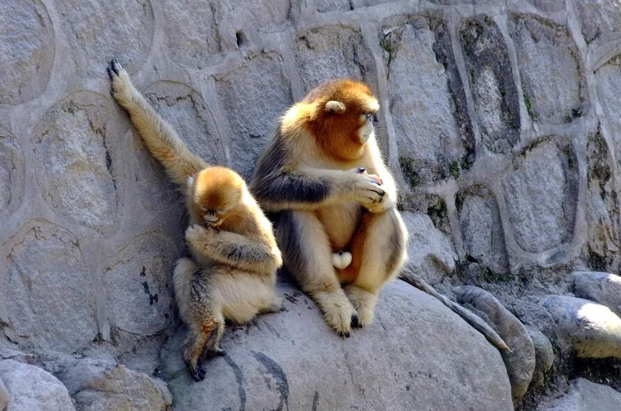 点击大图看下一张：国宝金丝猴