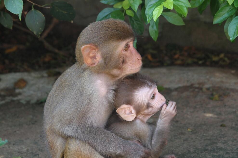 点击大图看下一张：海南南湾猴岛可爱的猕猴