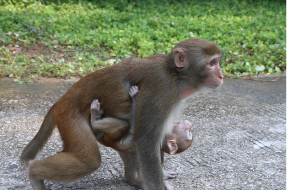 点击大图看下一张：海南南湾猴岛可爱的猕猴