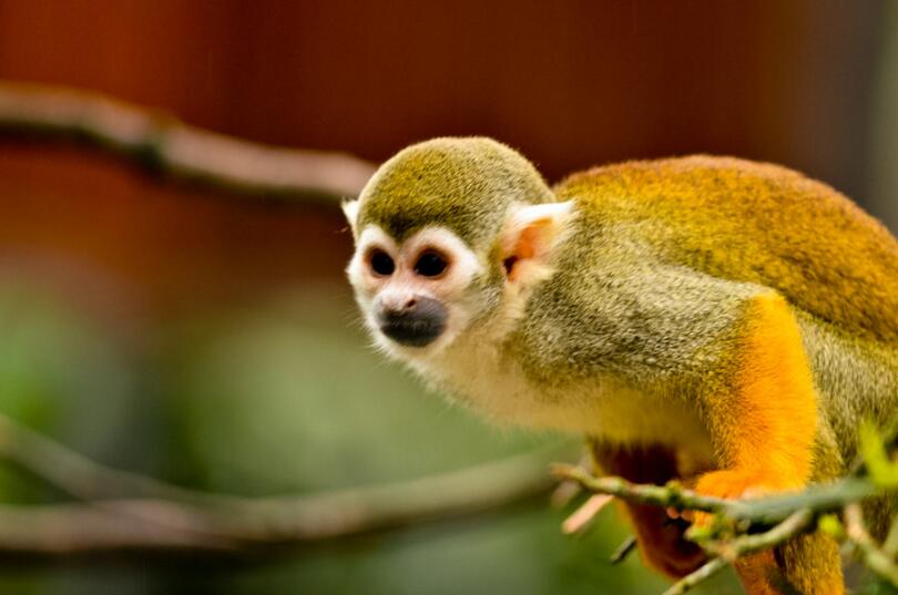 点击大图看下一张：可爱的松鼠猴