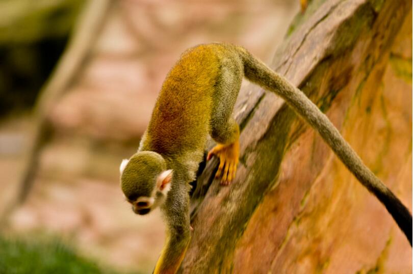 点击大图看下一张：可爱的松鼠猴