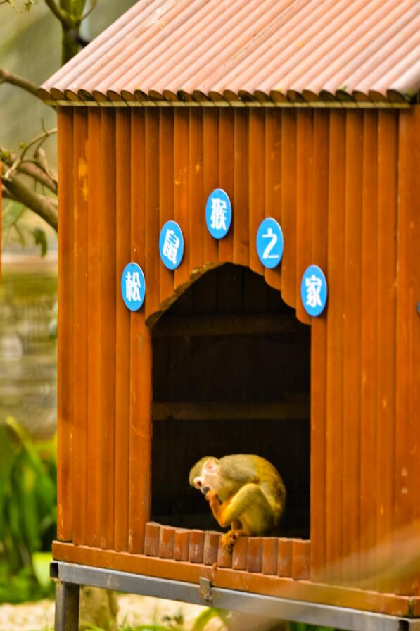 点击大图看下一张：可爱的松鼠猴