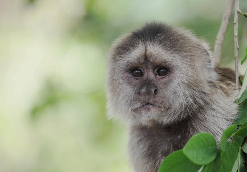 点击大图看下一张：美洲猴子画别猴年