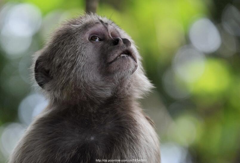点击大图看下一张：美洲猴子画别猴年