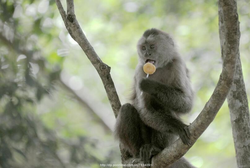 点击大图看下一张：美洲猴子画别猴年