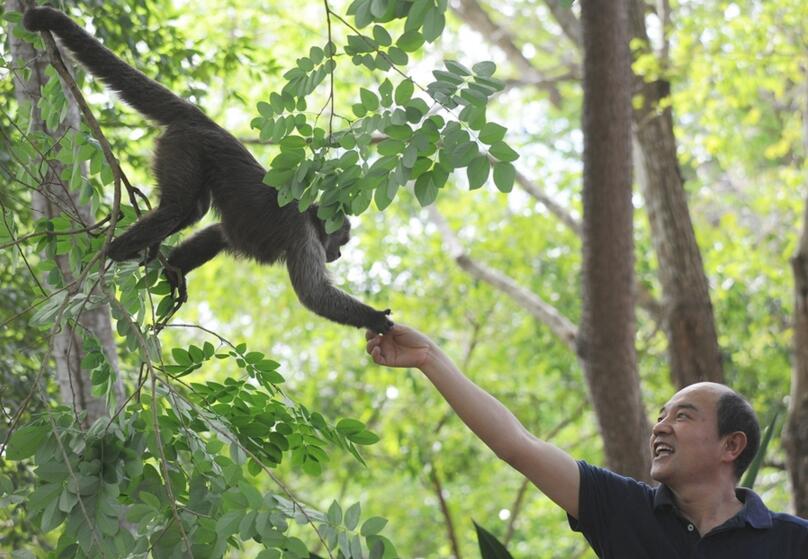 点击大图看下一张：美洲猴子画别猴年