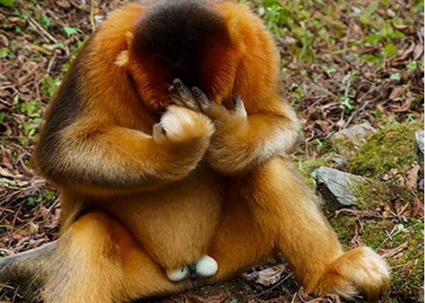 点击大图看下一张：秦岭山中野生金丝猴