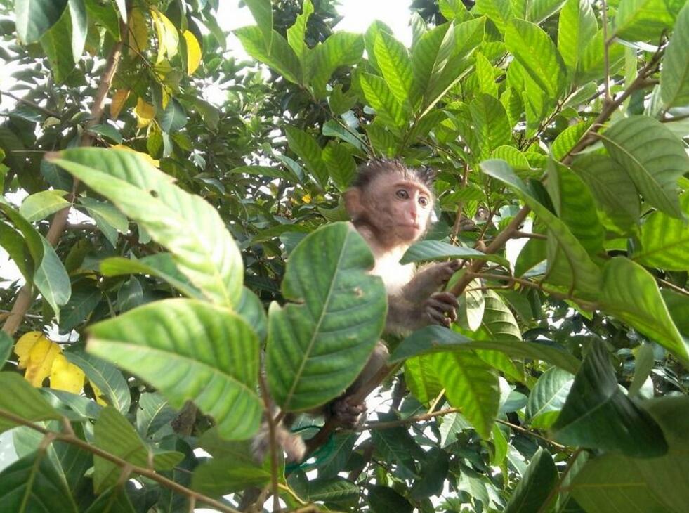 点击大图看下一张：我家的小猴