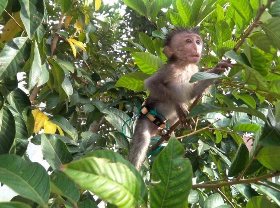 点击大图看下一张：我家的小猴