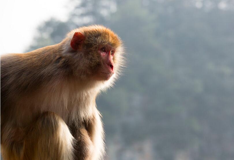 点击大图看下一张：张家界野猴子