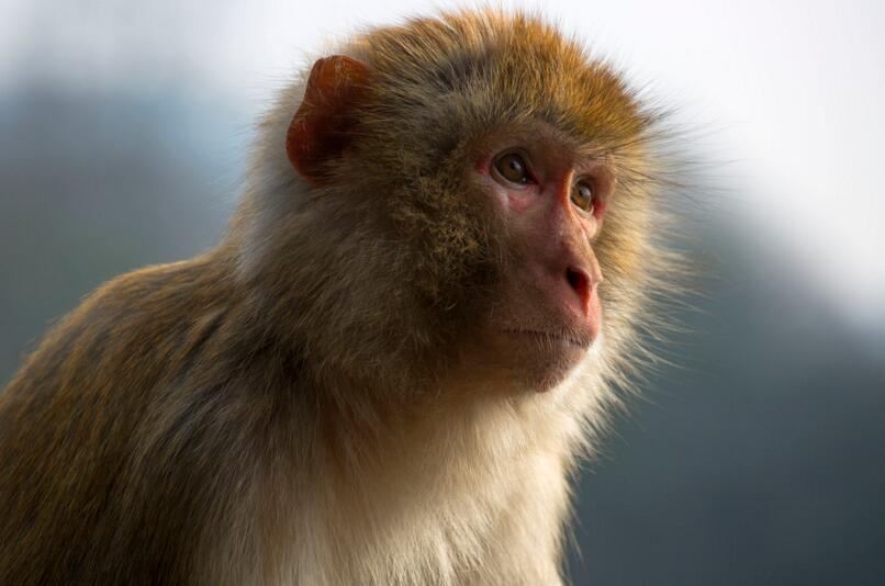 点击大图看下一张：张家界野猴子