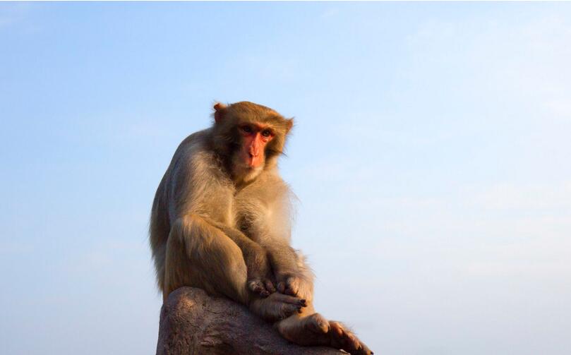 点击大图看下一张：张家界野猴子