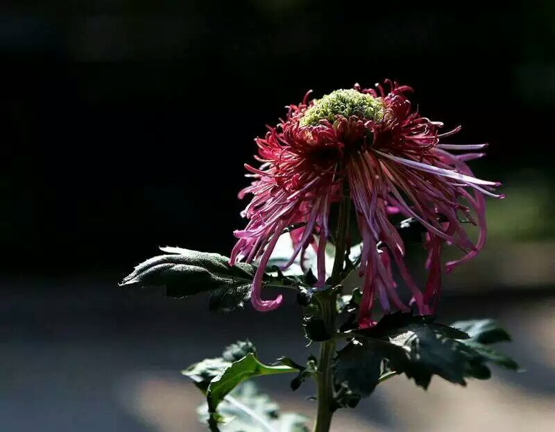 点击大图看下一张：趵突泉菊花展