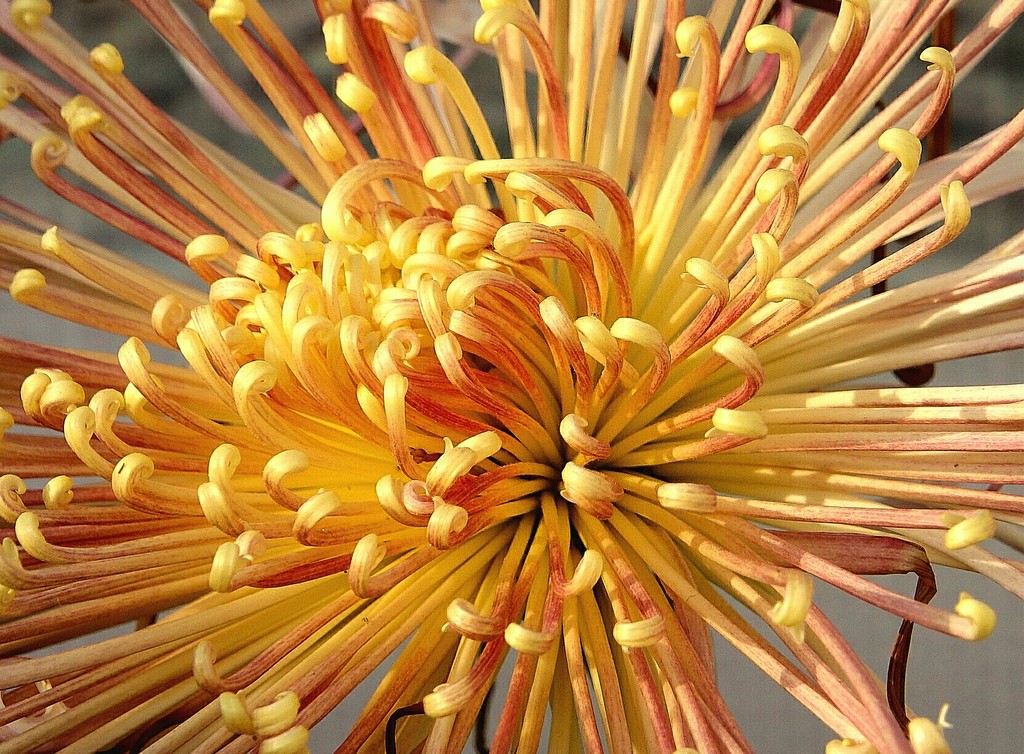 点击大图看下一张：初冬北京的菊花