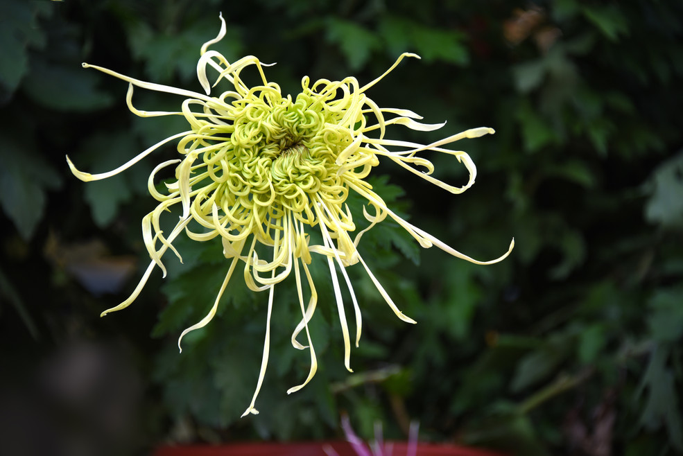 点击大图看下一张：菊花也是清新的