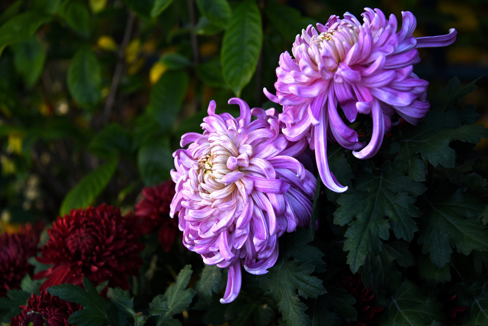 点击大图看下一张：菊花也是清新的