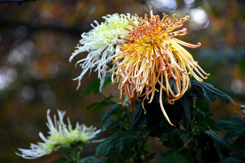 点击大图看下一张：菊花也是清新的