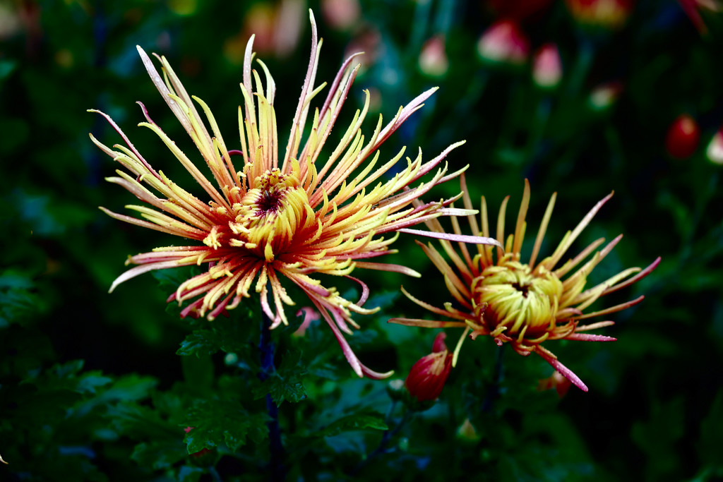 点击大图看下一张：南昌菊花展览