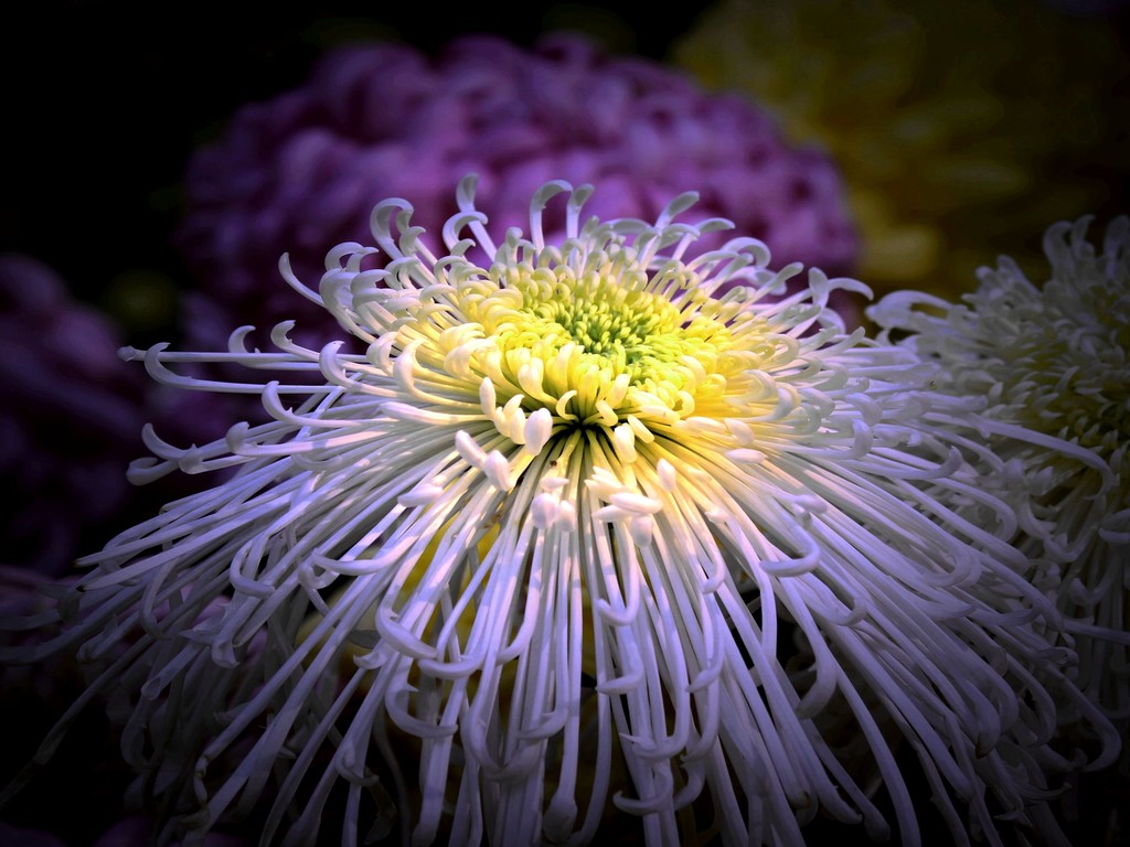 点击大图看下一张：秋来菊花艳