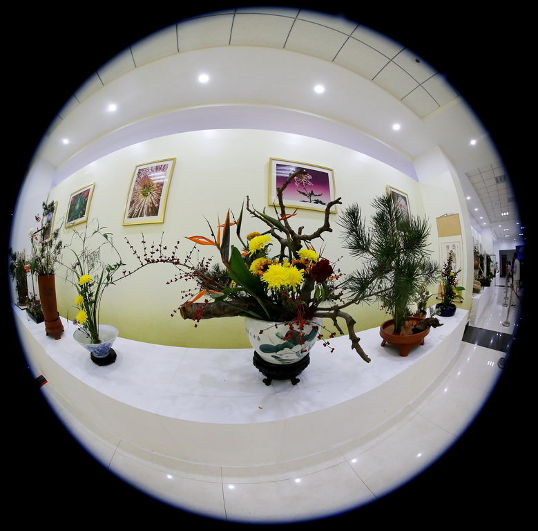 点击大图看下一张：世园会菊花展