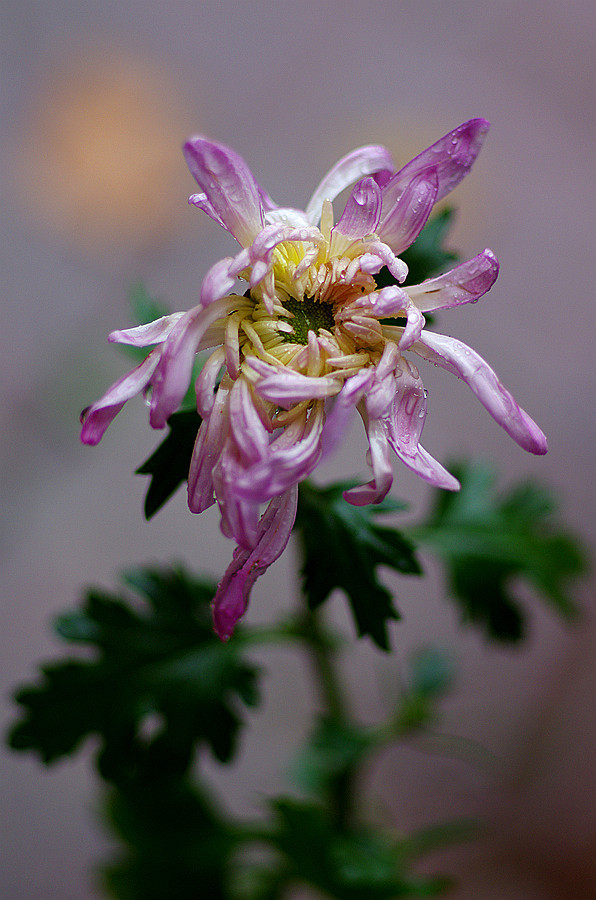 点击大图看下一张：雨停片刻后的菊花