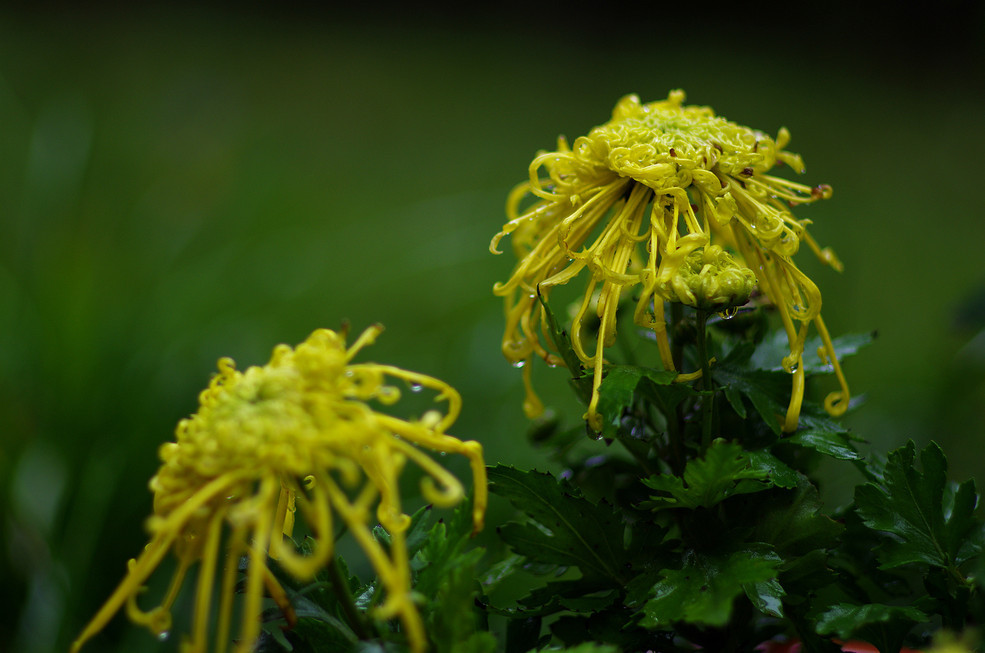 点击大图看下一张：雨停片刻后的菊花