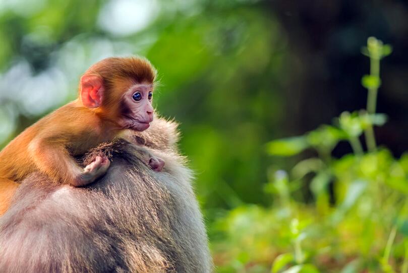点击大图看下一张：猴岛上的猴子们