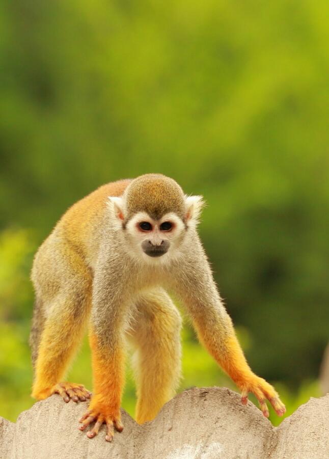 点击大图看下一张：可爱的小萌猴