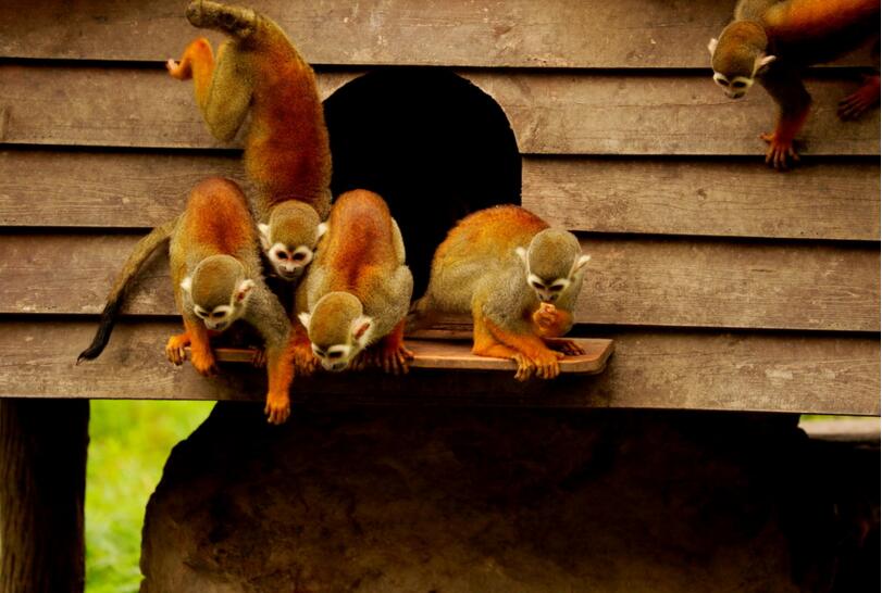 点击大图看下一张：可爱的小萌猴