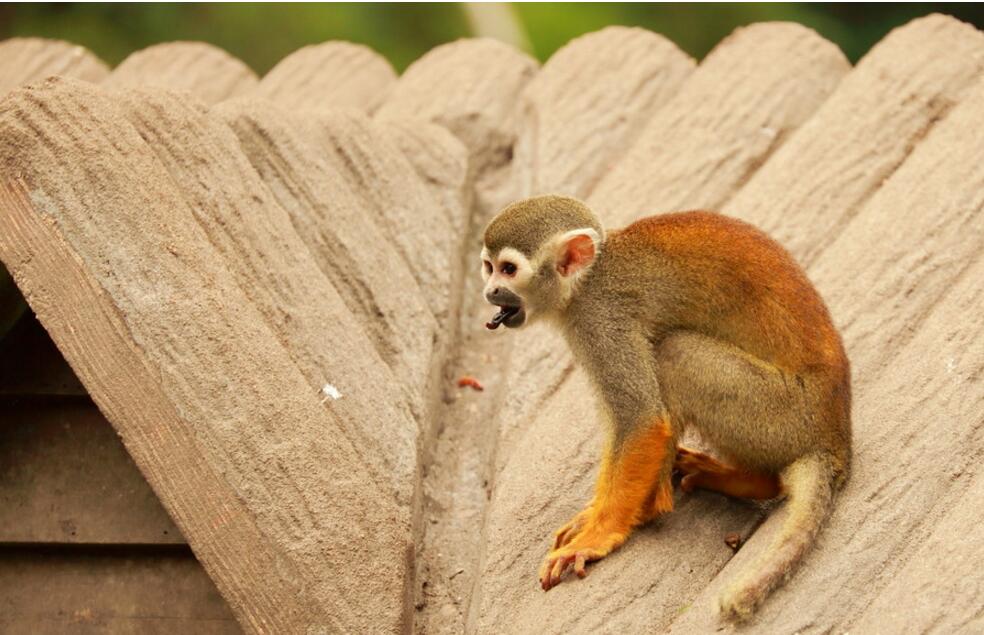 点击大图看下一张：可爱的小萌猴