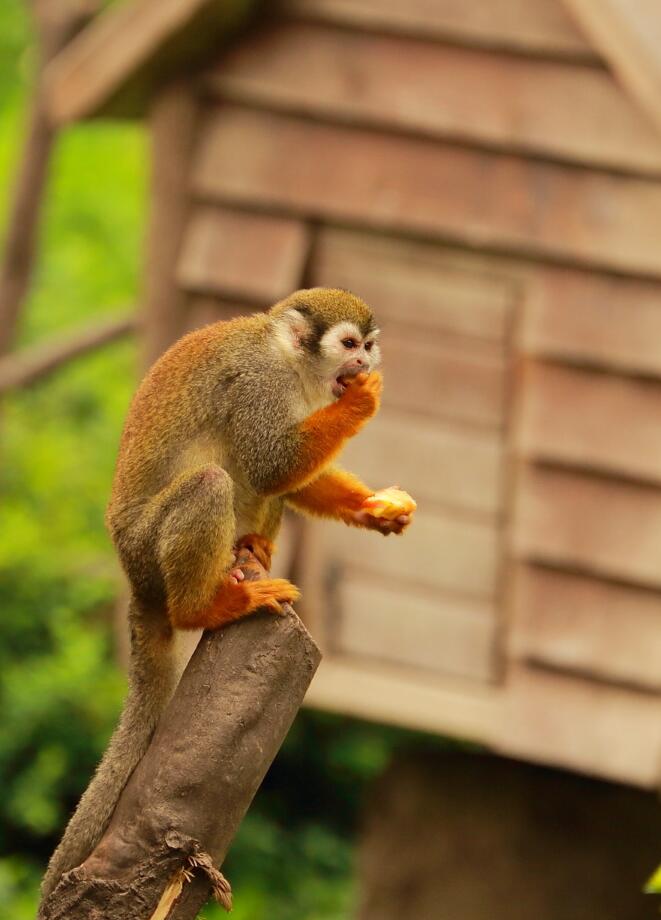 点击大图看下一张：可爱的小萌猴
