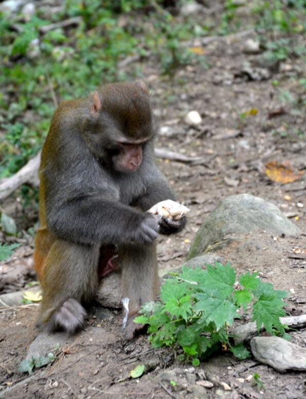 点击大图看下一张：武当山逍遥谷狝猴
