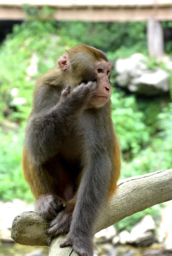 点击大图看下一张：武当山逍遥谷狝猴